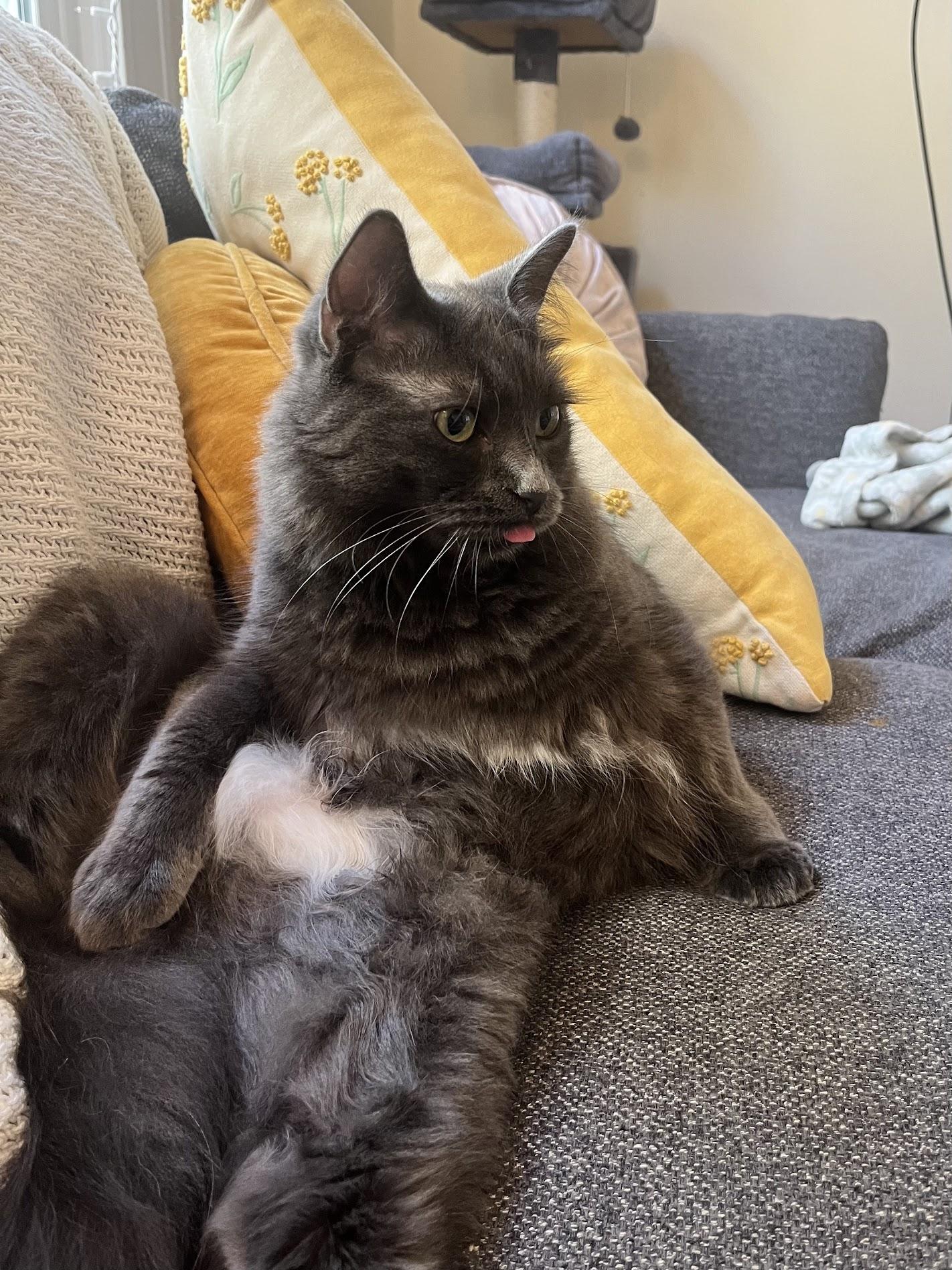 Enlarge Silver, a Adopted Domestic Long Hair in San Francisco, CA image 5/6