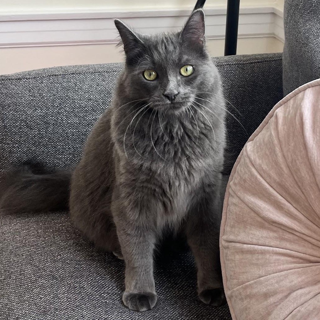 Enlarge Silver, a Adopted Domestic Long Hair in San Francisco, CA image 1/6