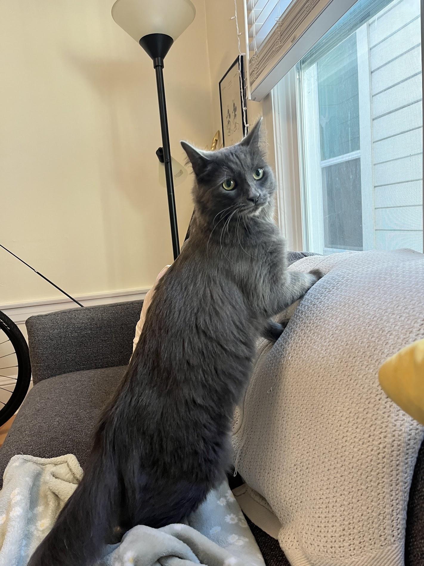 Enlarge Silver, a Adopted Domestic Long Hair in San Francisco, CA image 3/6