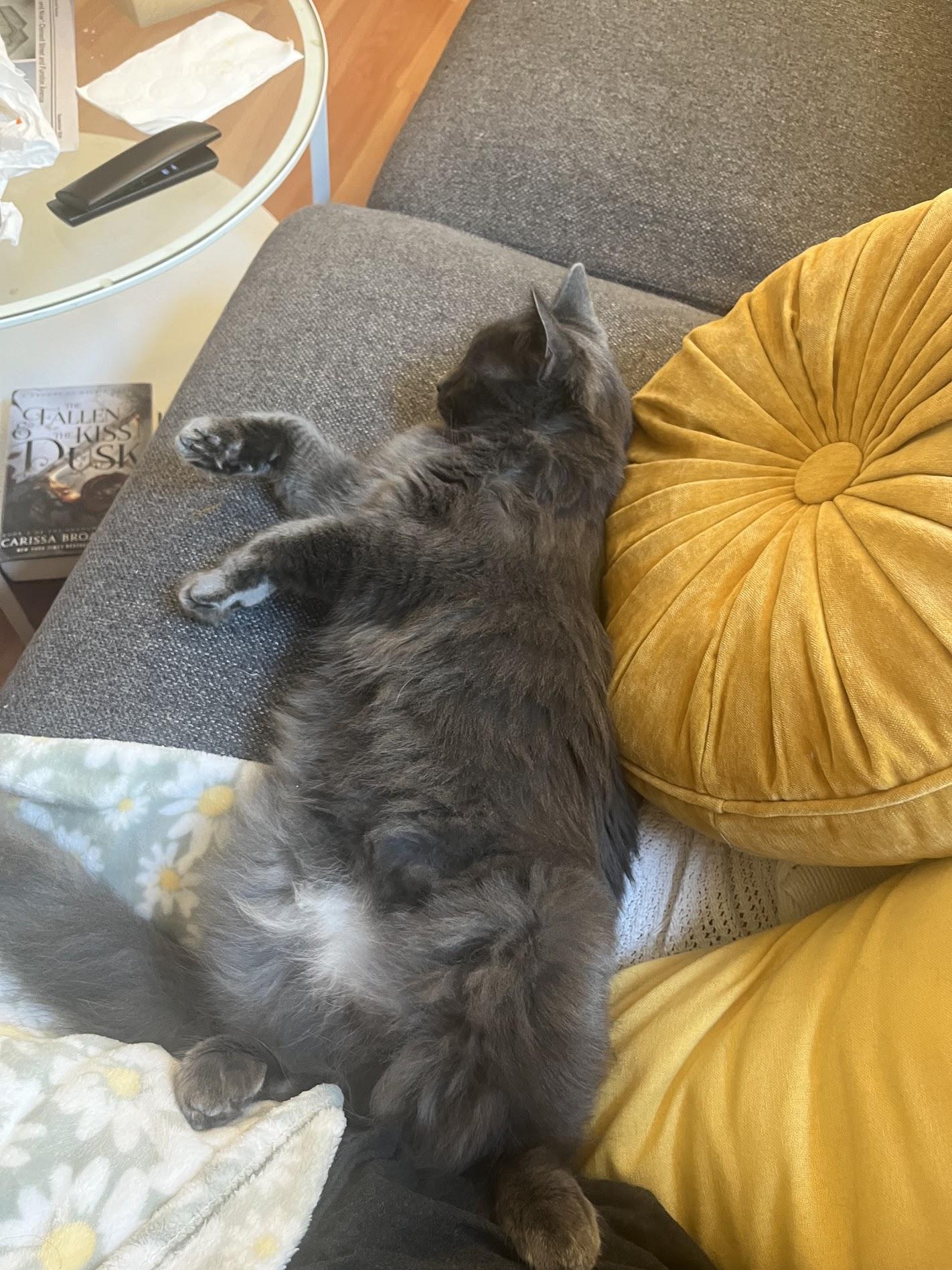 Enlarge Silver, a Adopted Domestic Long Hair in San Francisco, CA image 6/6