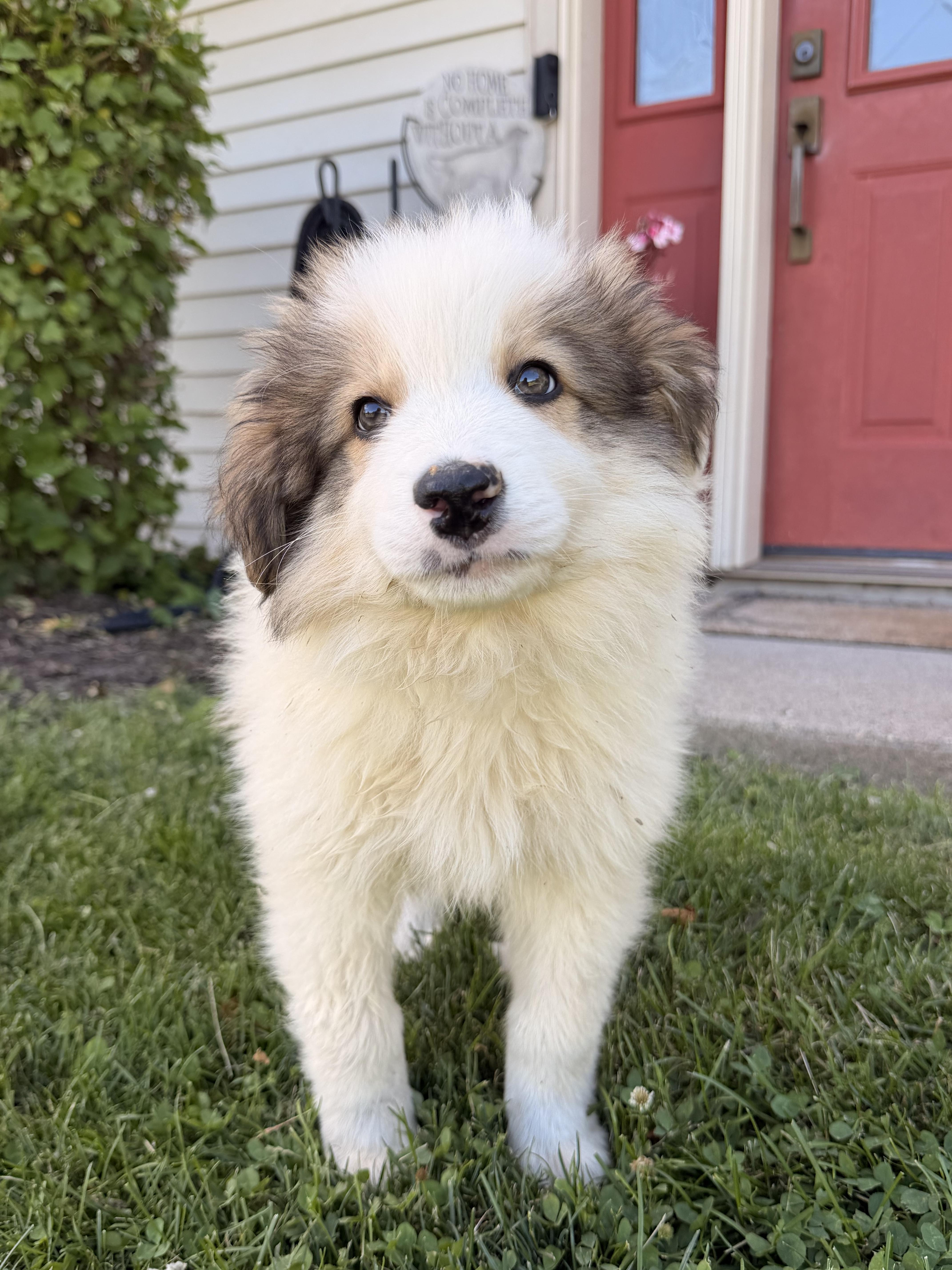 Enlarge Storm, an adopted mixed breed in North Freedom, WI image 2/4