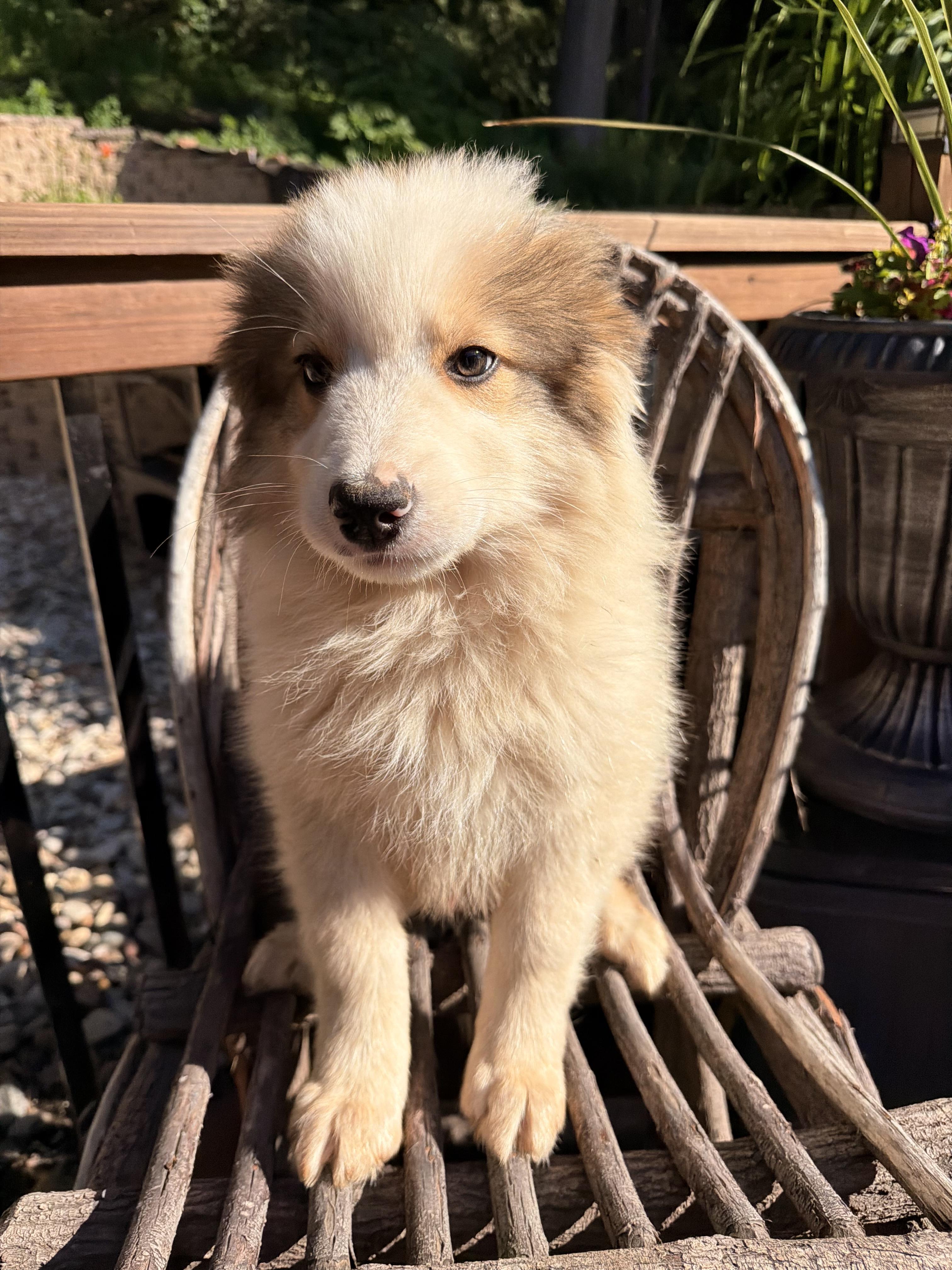 Enlarge Storm, an adopted mixed breed in North Freedom, WI image 3/4