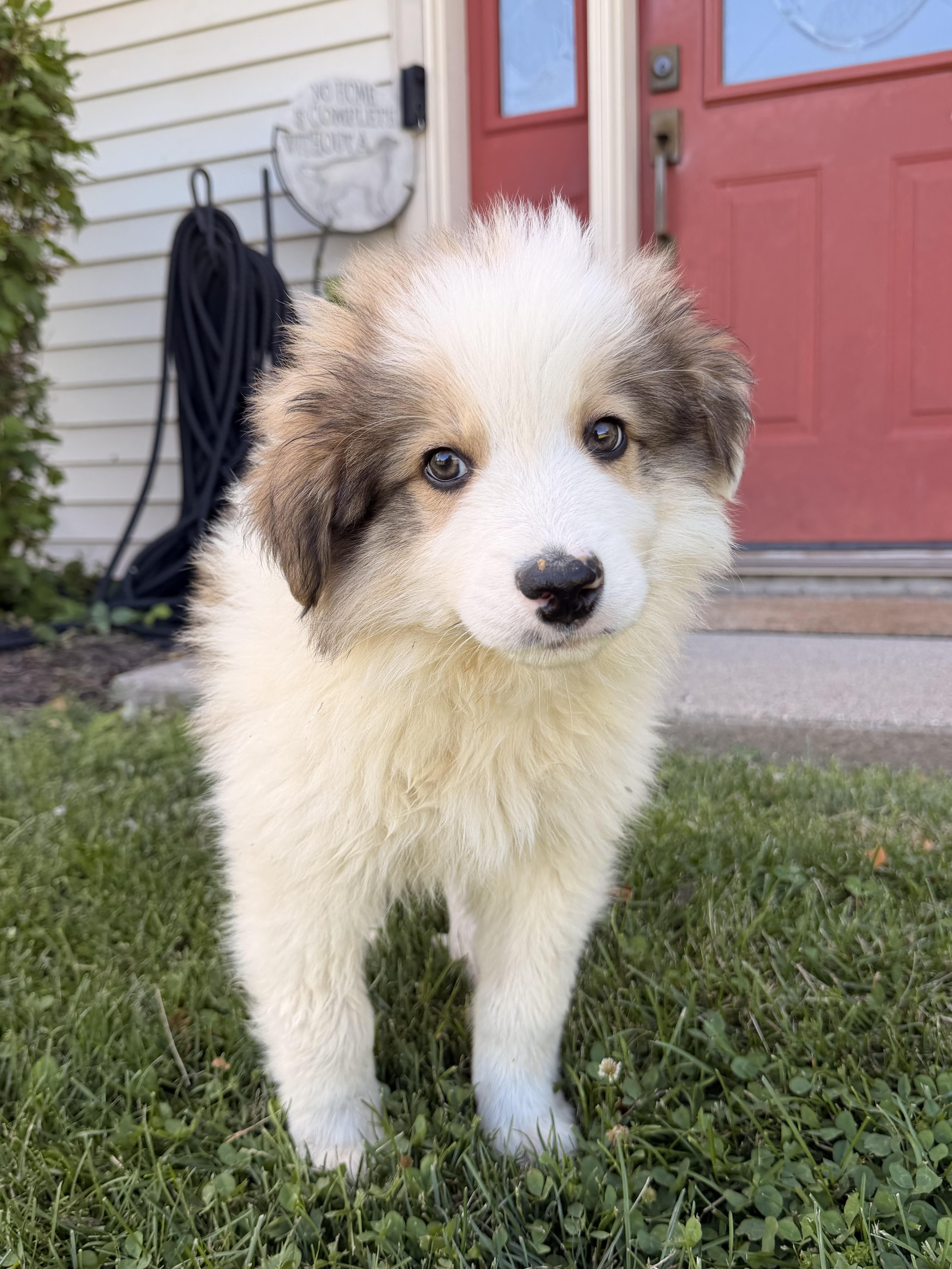 Enlarge Storm, an adopted mixed breed in North Freedom, WI image 1/4