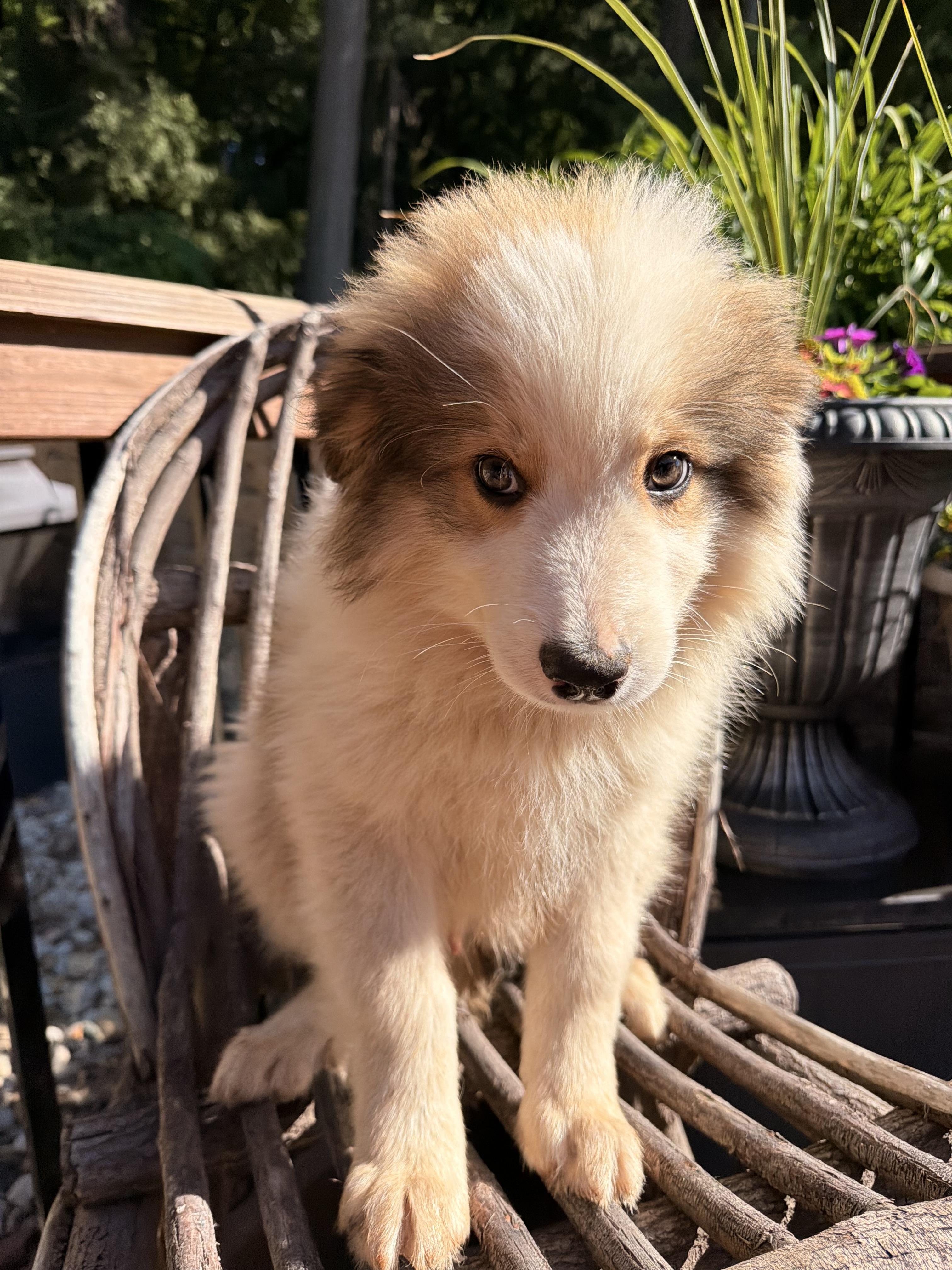 Enlarge Storm, an adopted mixed breed in North Freedom, WI image 4/4