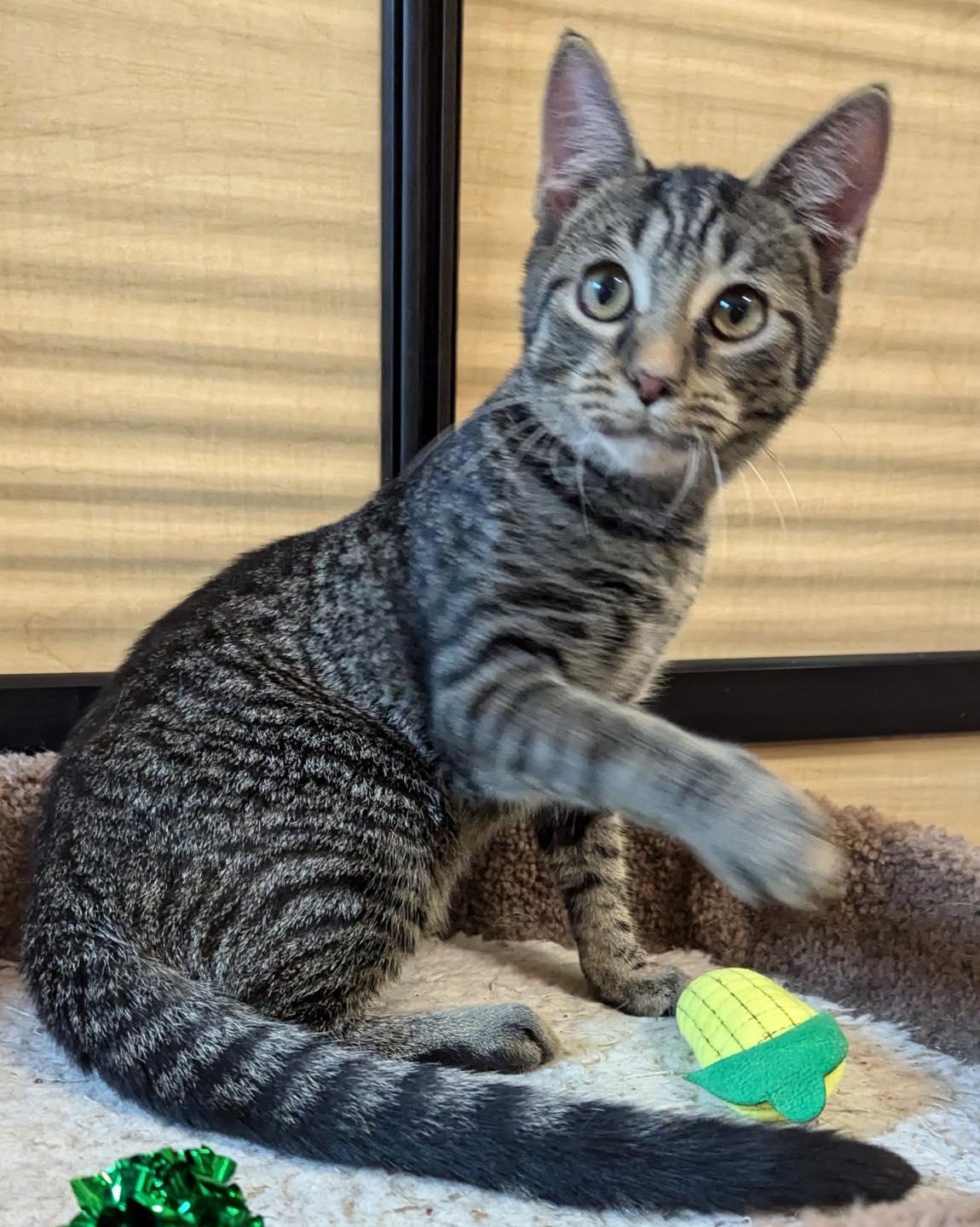 Ozzy, a Adoptable Tabby in Noblesville, IN image 3/6