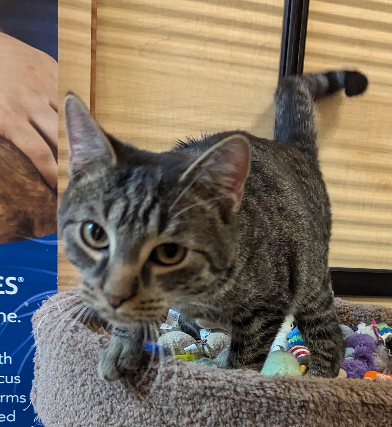 Ozzy, Adoptable, Kitten Male Tabby.