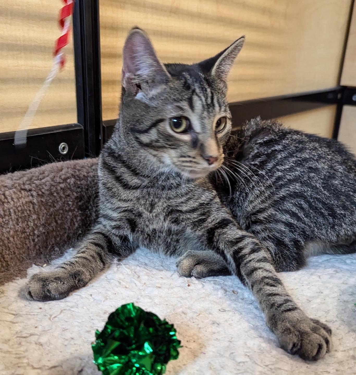 Ozzy, a Adoptable Tabby in Noblesville, IN image 5/6