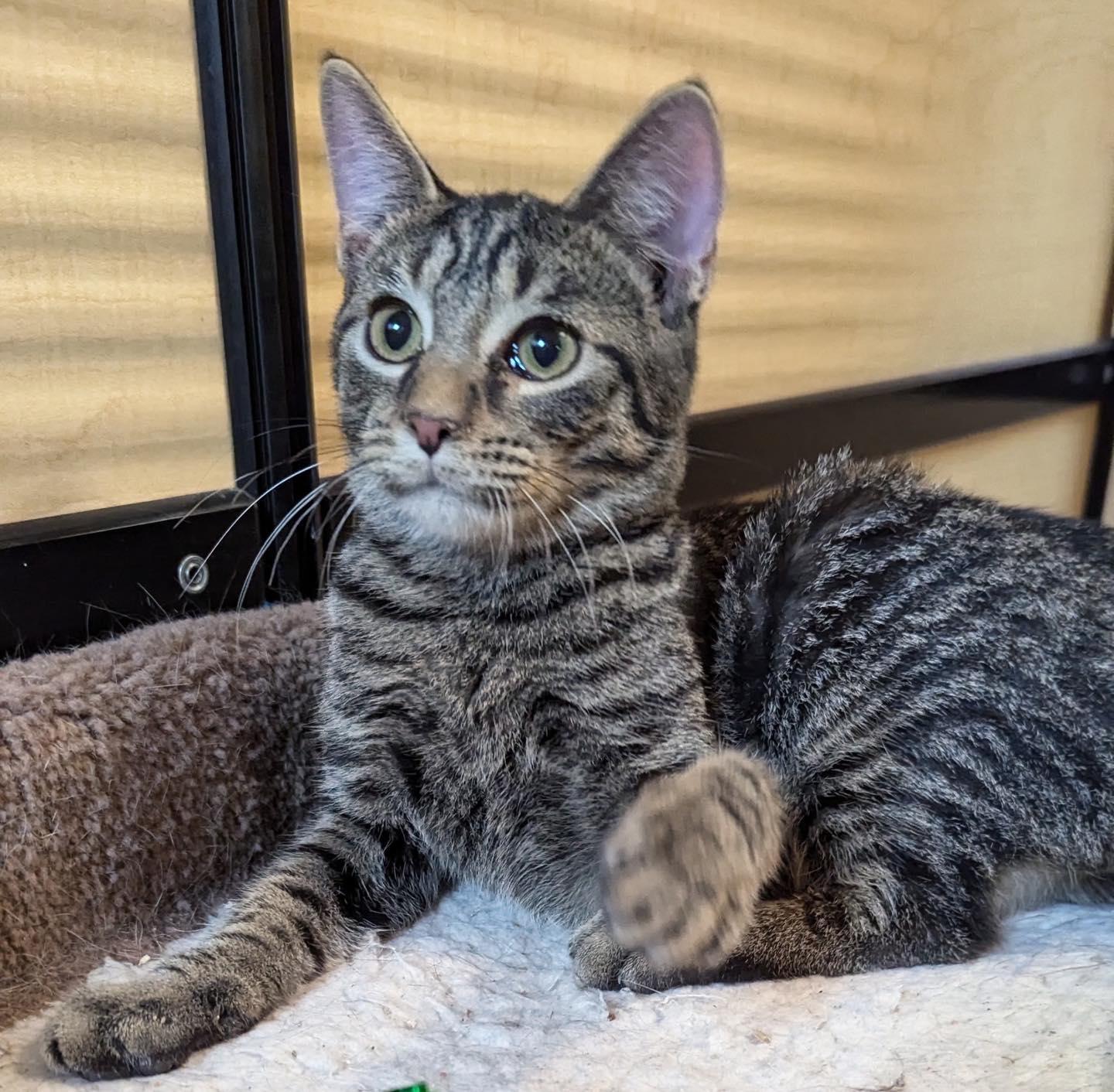 Ozzy, Adoptable, Kitten Male Tabby.