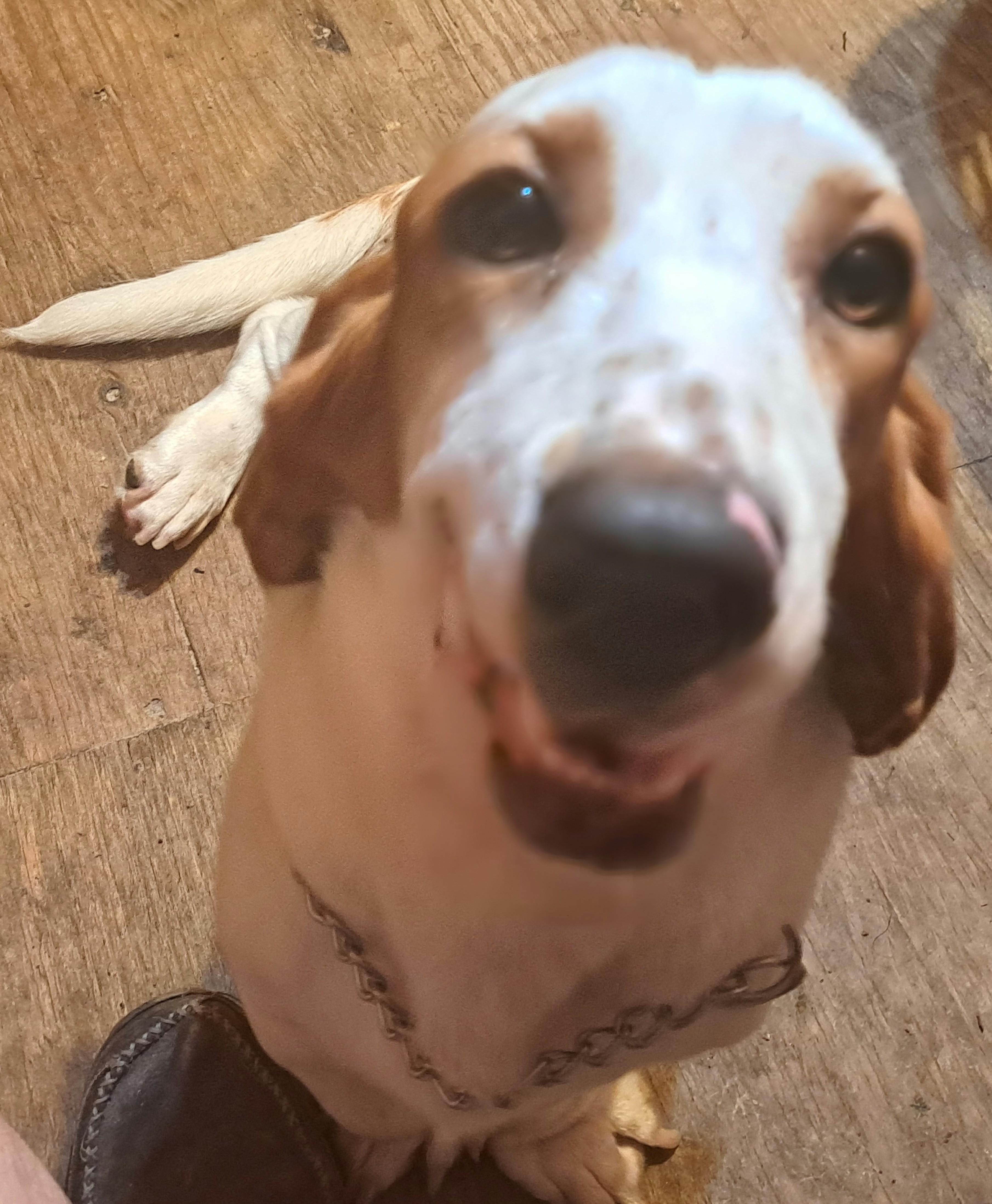 Coda, a ADOPTABLE Basset Hound in Auburndale, FL image 2/3