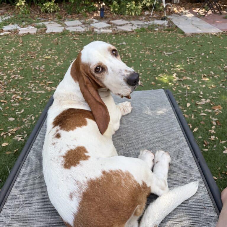 Coda, a ADOPTABLE Basset Hound in Auburndale, FL image 1/3