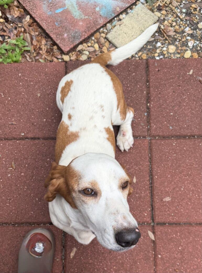 Coda, a ADOPTABLE Basset Hound in Auburndale, FL image 3/3