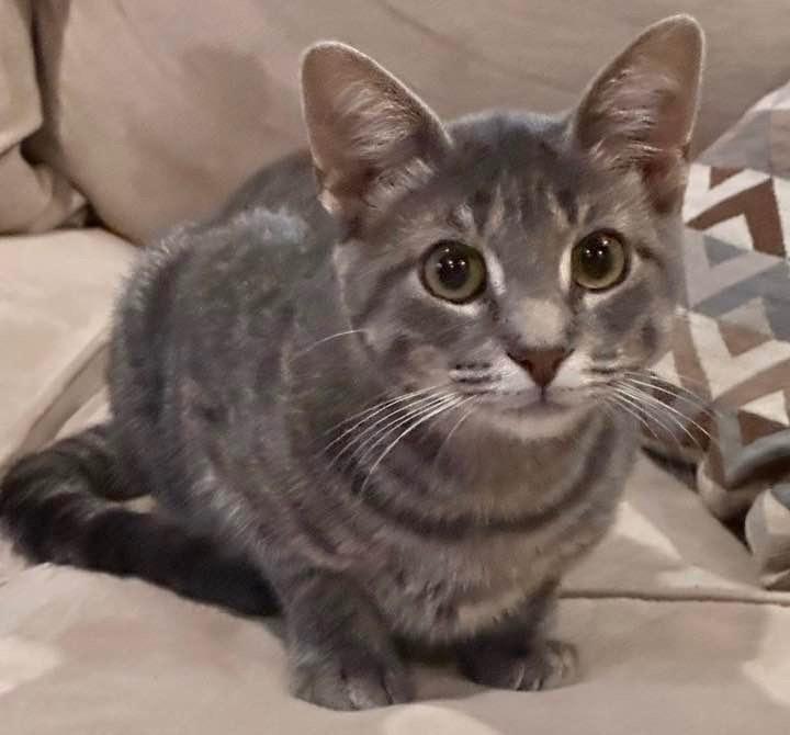 Norman, Adoptable, Young Male Domestic Short Hair.