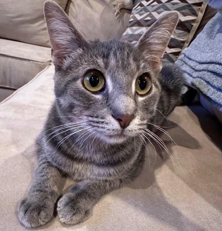 Enlarge Norman, a Adoptable mixed breed in Libertyville, IL image 2/6