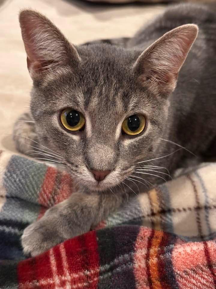 Enlarge Norman, a Adoptable mixed breed in Libertyville, IL image 4/6