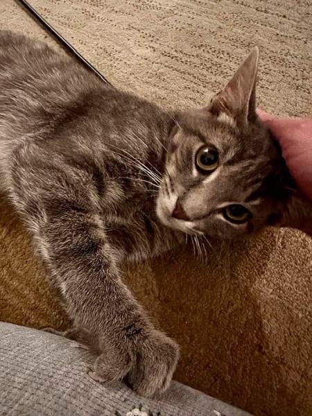 Enlarge Norman, a Adoptable mixed breed in Libertyville, IL image 5/6