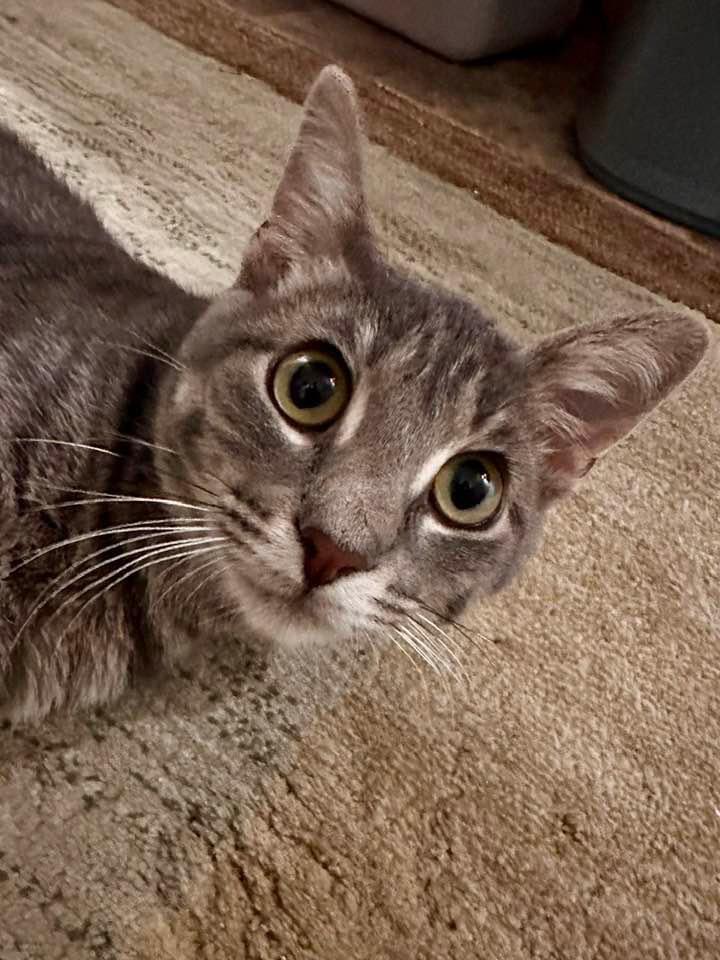 Enlarge Norman, a Adoptable mixed breed in Libertyville, IL image 6/6