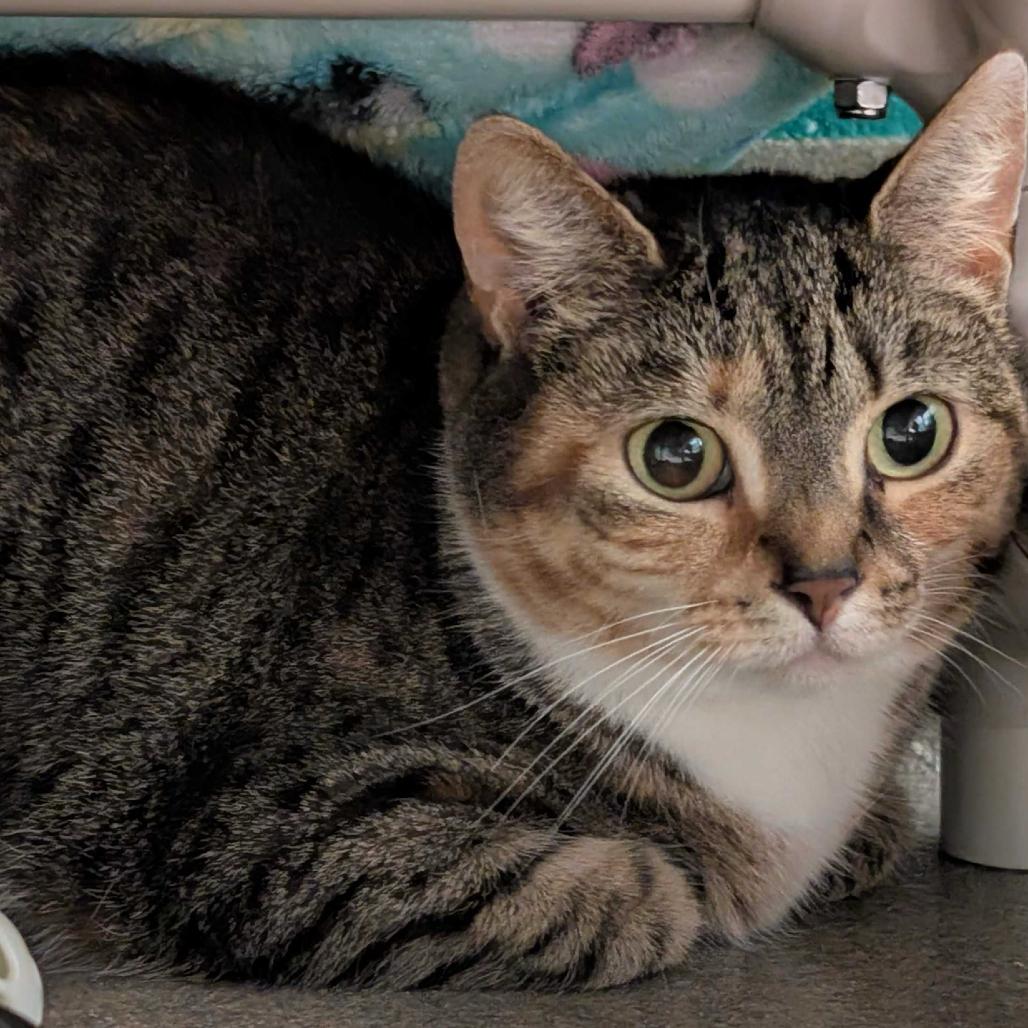 Bean, a Adoptable Domestic Short Hair in Fredericksburg, VA image 1/2