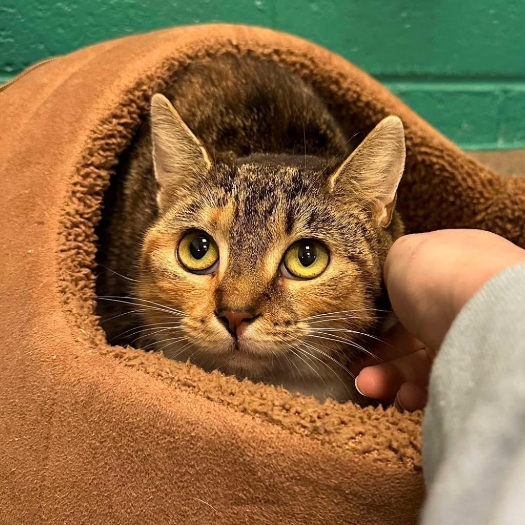 Bean, a Adoptable Domestic Short Hair in Fredericksburg, VA image 2/2