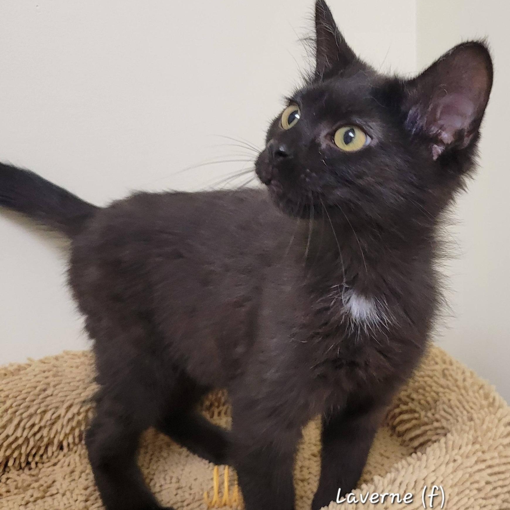 Laverne, ADOPTABLE, Kitten Female Domestic Short Hair.