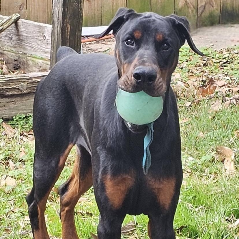 Tre', a ADOPTABLE Doberman Pinscher in Harahan, LA image 2/2
