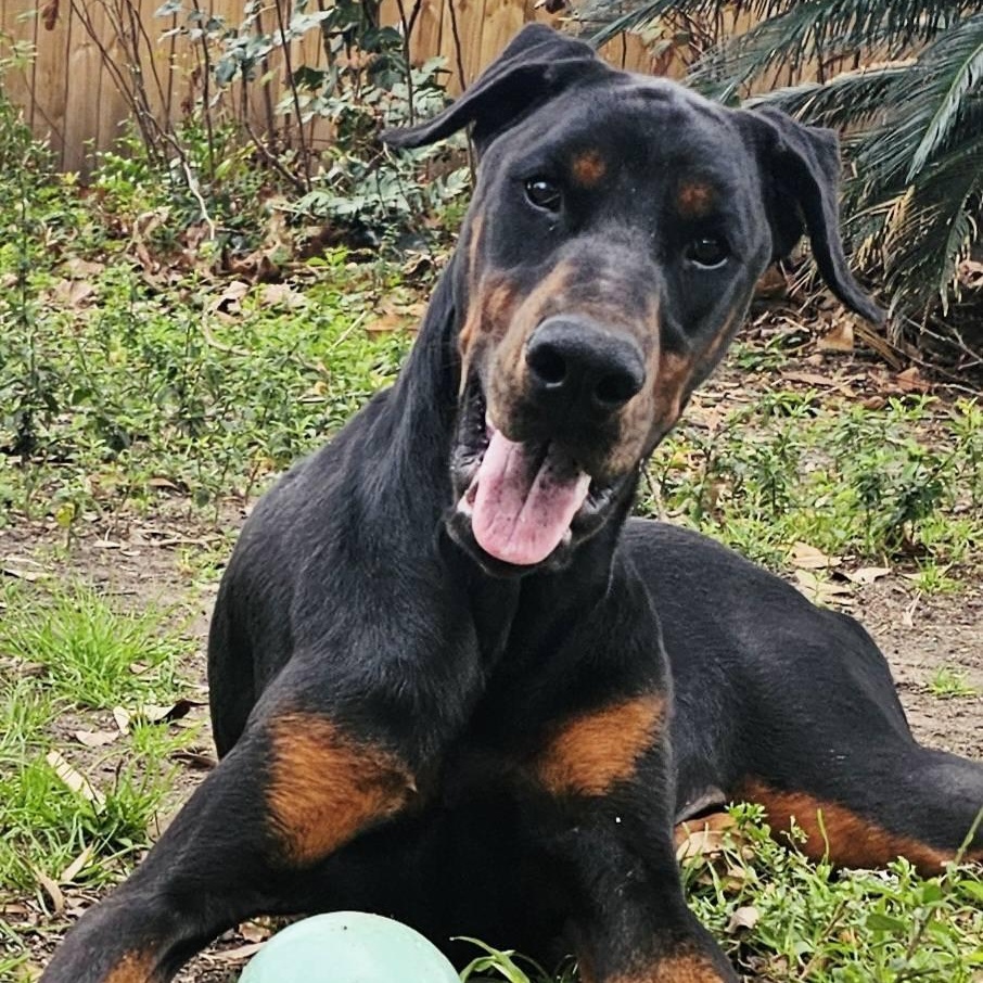 Tre', ADOPTABLE, Young Male Doberman Pinscher.