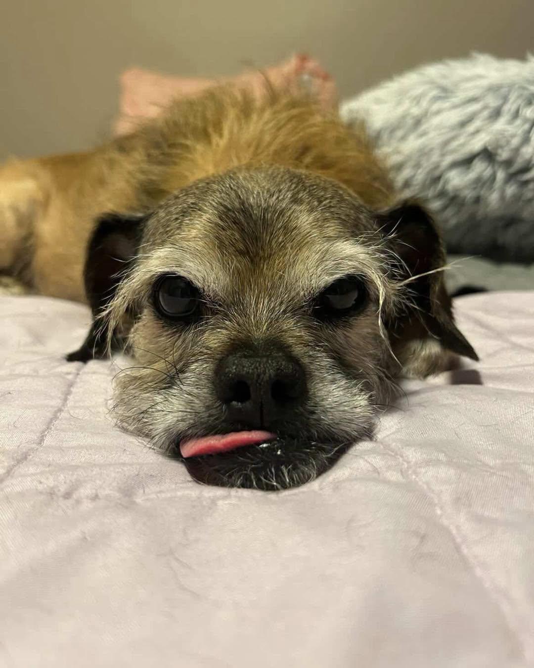 Chewy, an adoptable mixed breed in PHOENIX, AZ image 6/6