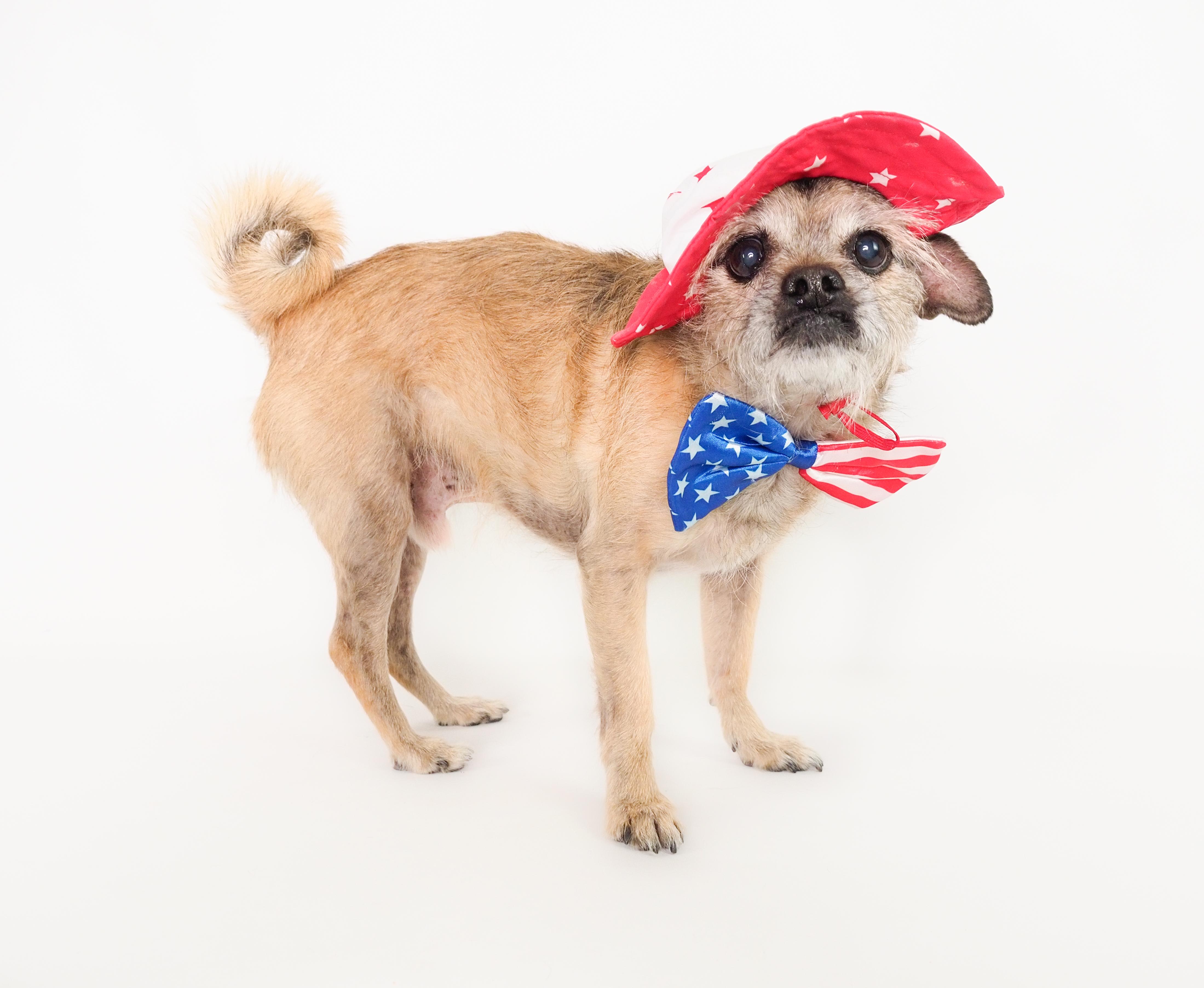 Chewy, adoptable, Senior Male Terrier & Pug.