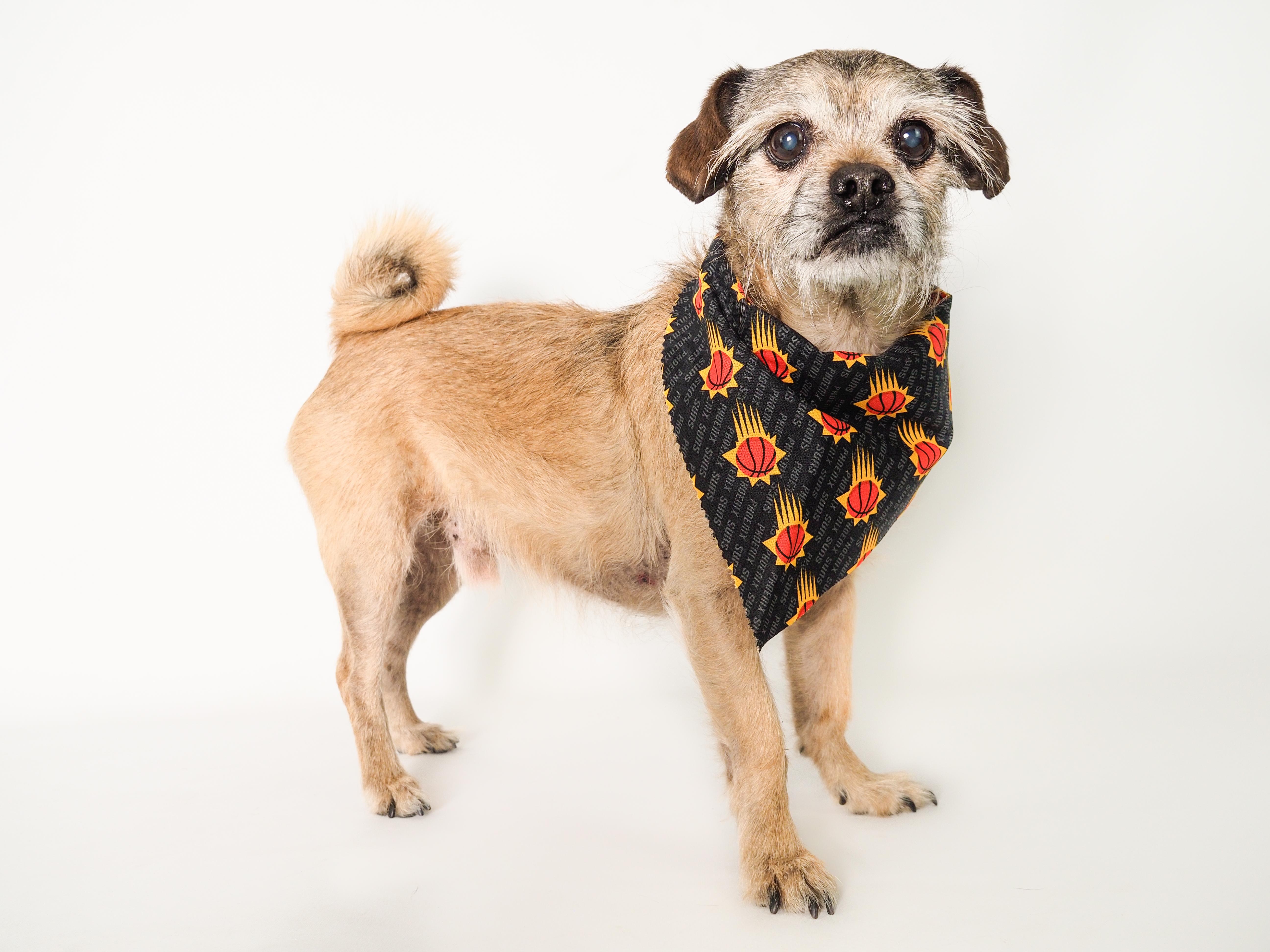 Enlarge Chewy, an adoptable mixed breed in PHOENIX, AZ image 1/6
