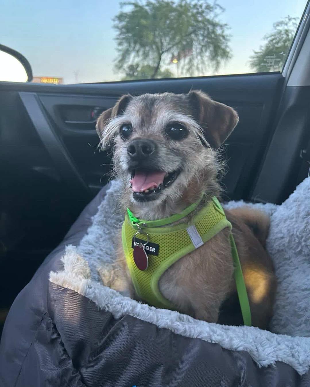Chewy, an adoptable mixed breed in PHOENIX, AZ image 5/6