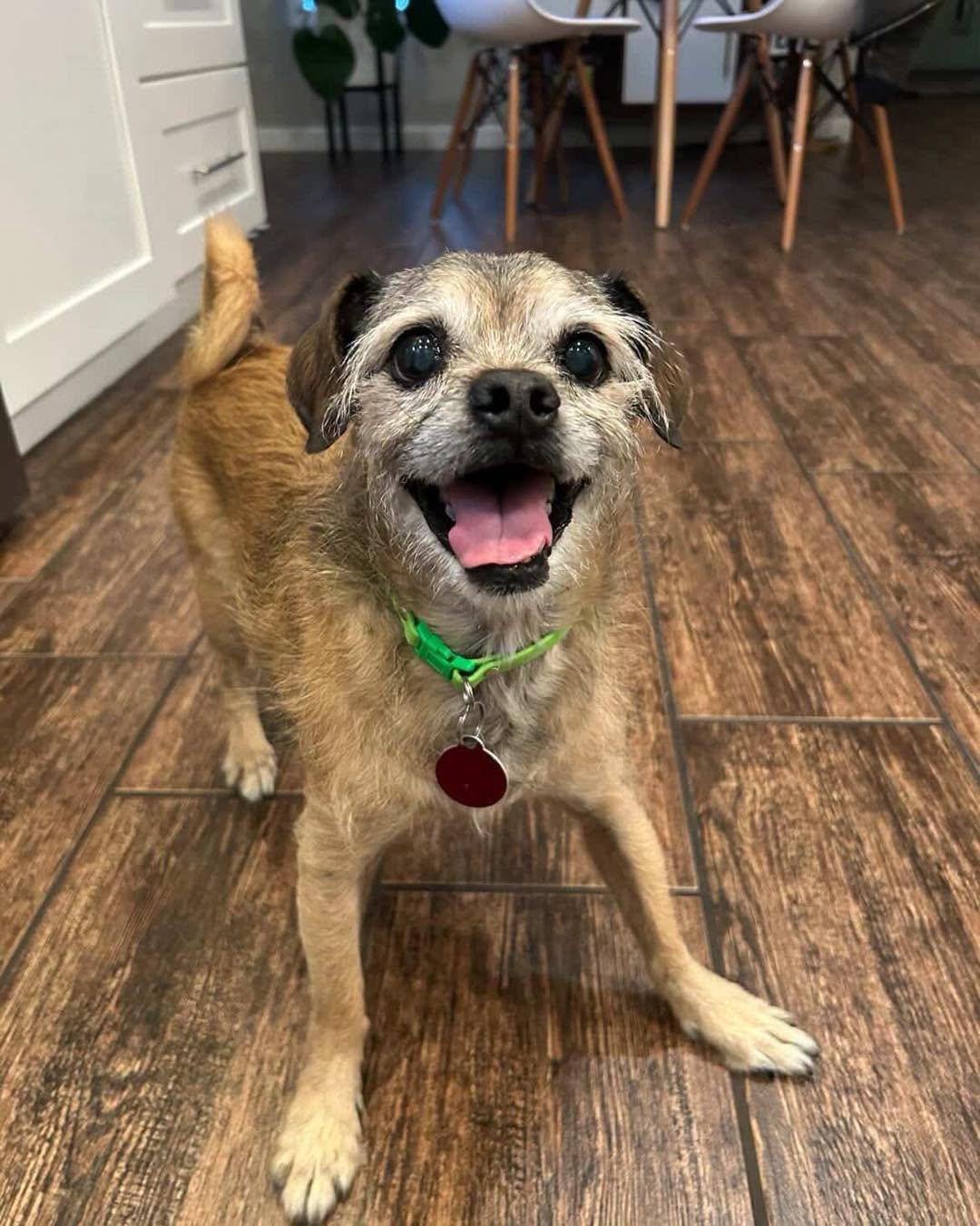 Chewy, an adoptable mixed breed in PHOENIX, AZ image 3/6