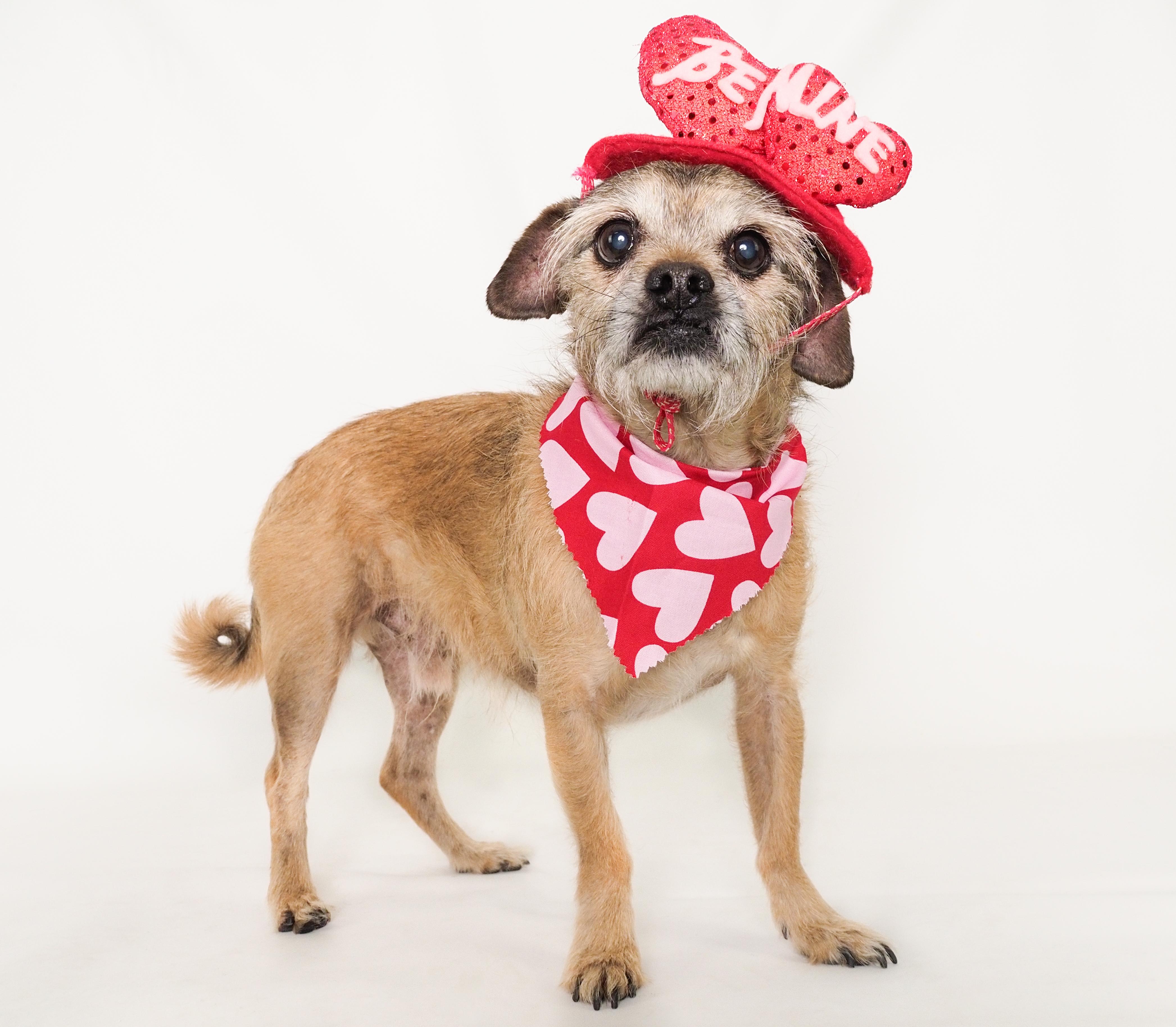 Chewy, Adoptable, Senior Male Terrier & Pug.