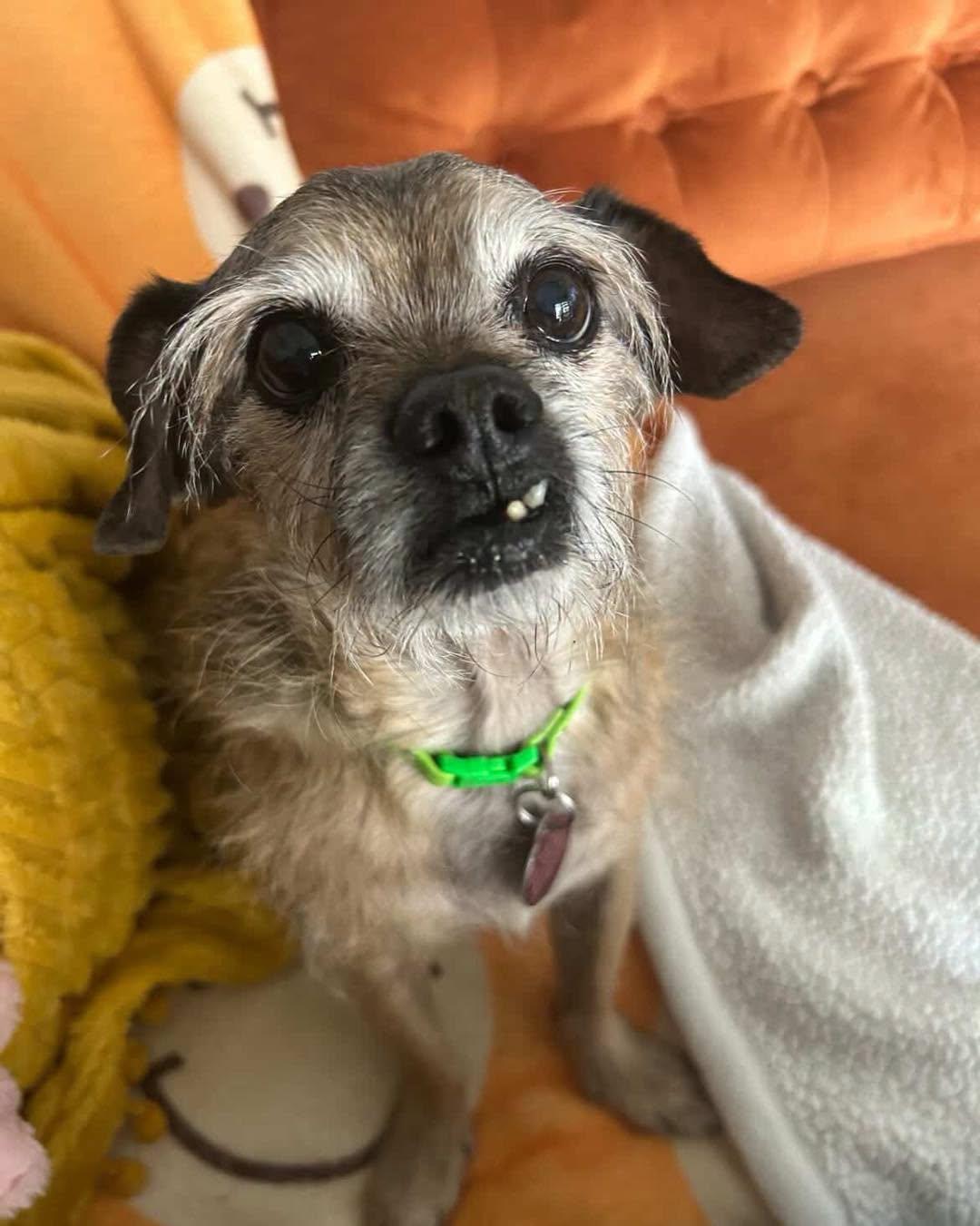 Chewy, adoptable, Senior Male Terrier & Pug.