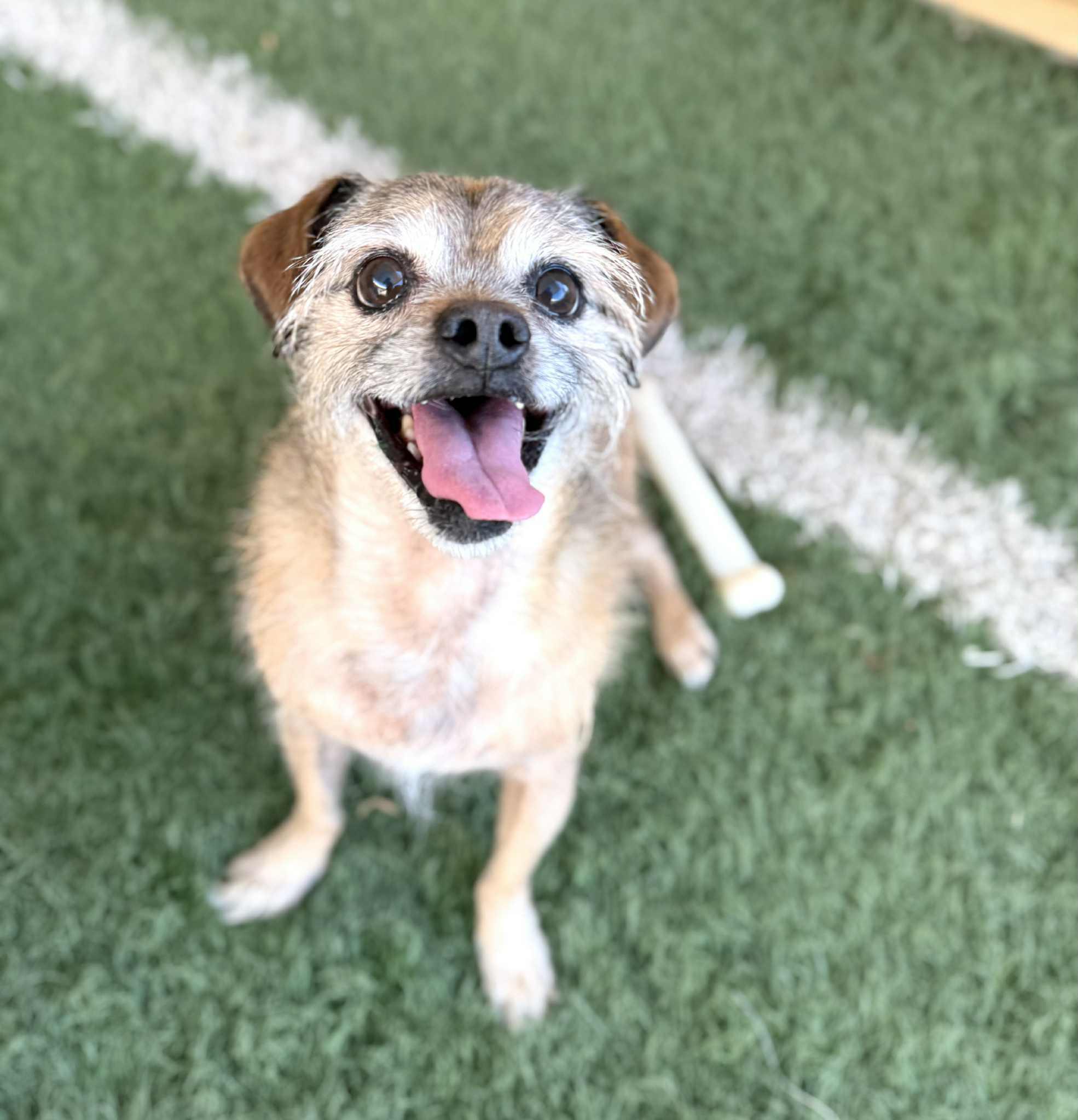 Enlarge Chewy, a Adoptable mixed breed in PHOENIX, AZ image 2/6