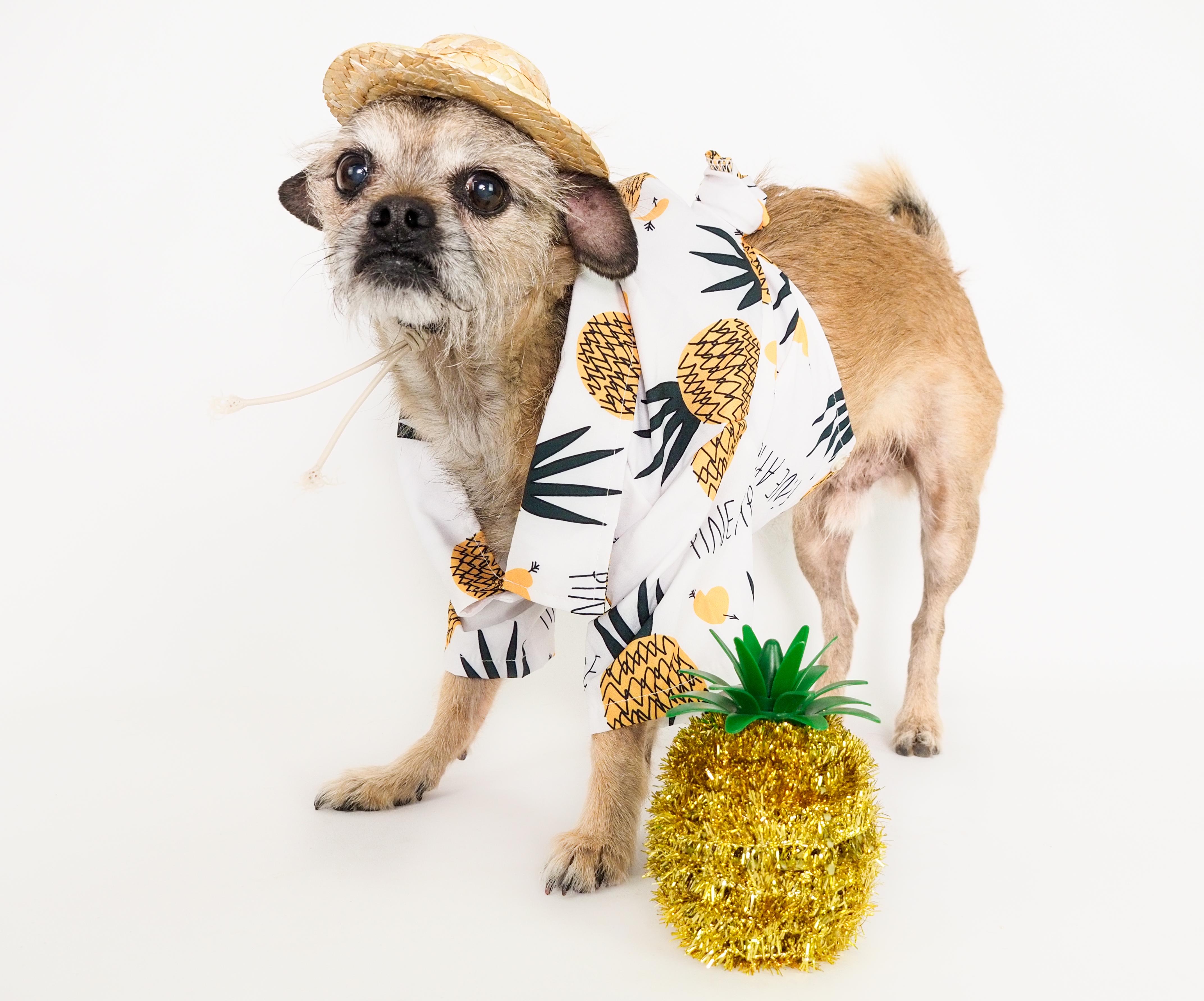 Chewy, an adoptable mixed breed in PHOENIX, AZ image 1/6