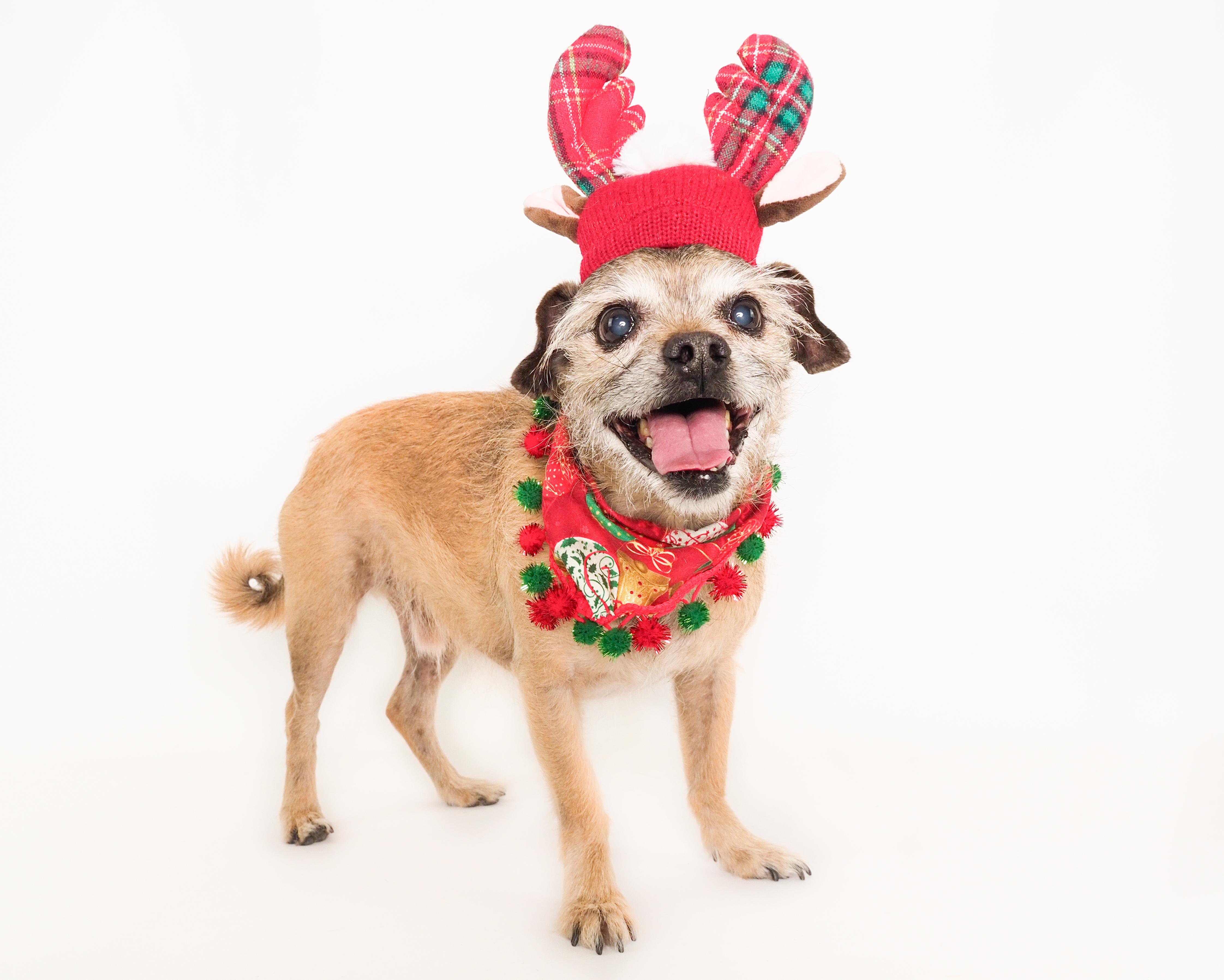 Enlarge Chewy, a Adoptable mixed breed in PHOENIX, AZ image 1/6