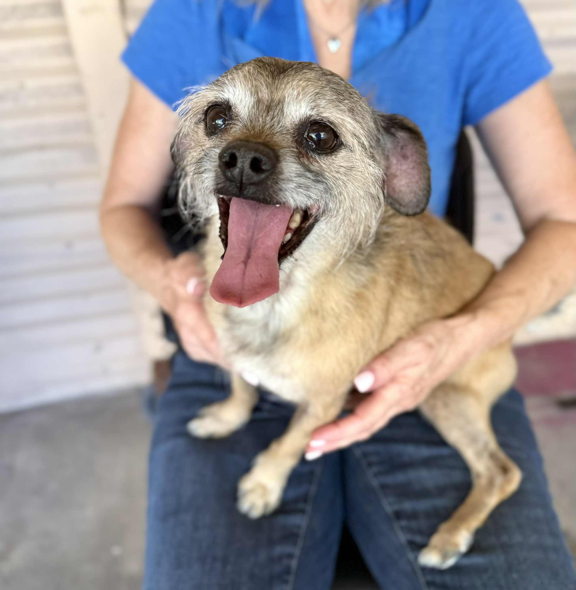 Enlarge Chewy, a Adoptable mixed breed in PHOENIX, AZ image 4/6