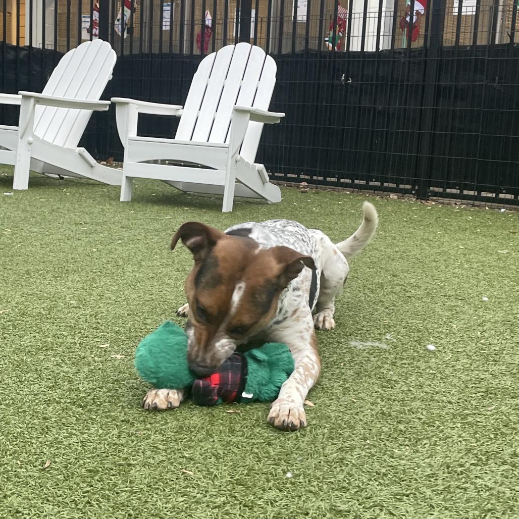 Enlarge Niblet, a Adoptable Cattle Dog in Charlottesville, VA image 1/6