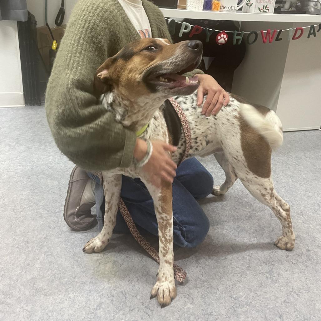 Enlarge Niblet, a Adoptable Cattle Dog in Charlottesville, VA image 2/6