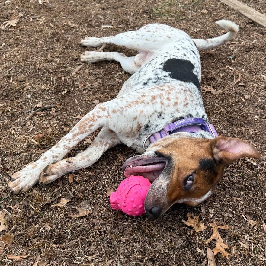 Enlarge Niblet, a Adoptable Cattle Dog in Charlottesville, VA image 3/6