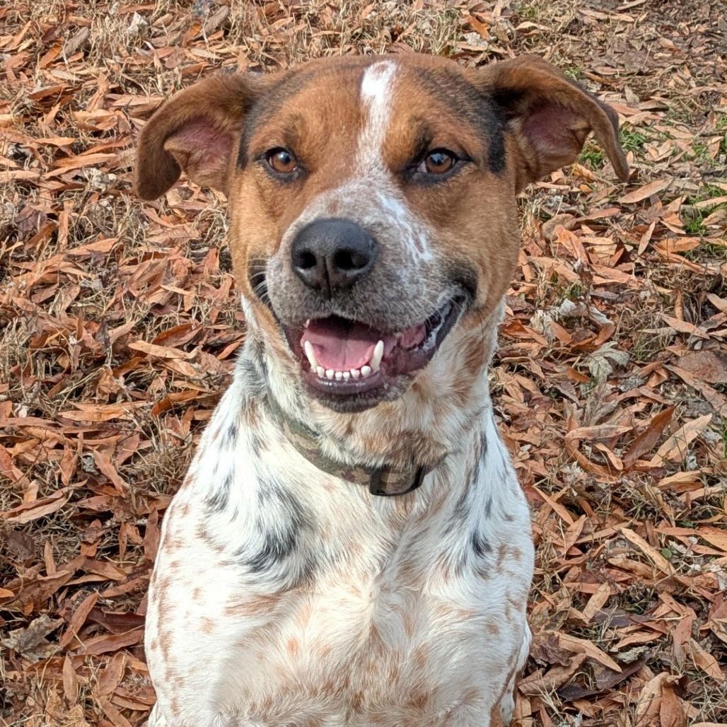 Enlarge Niblet, a Adoptable Cattle Dog in Charlottesville, VA image 4/6