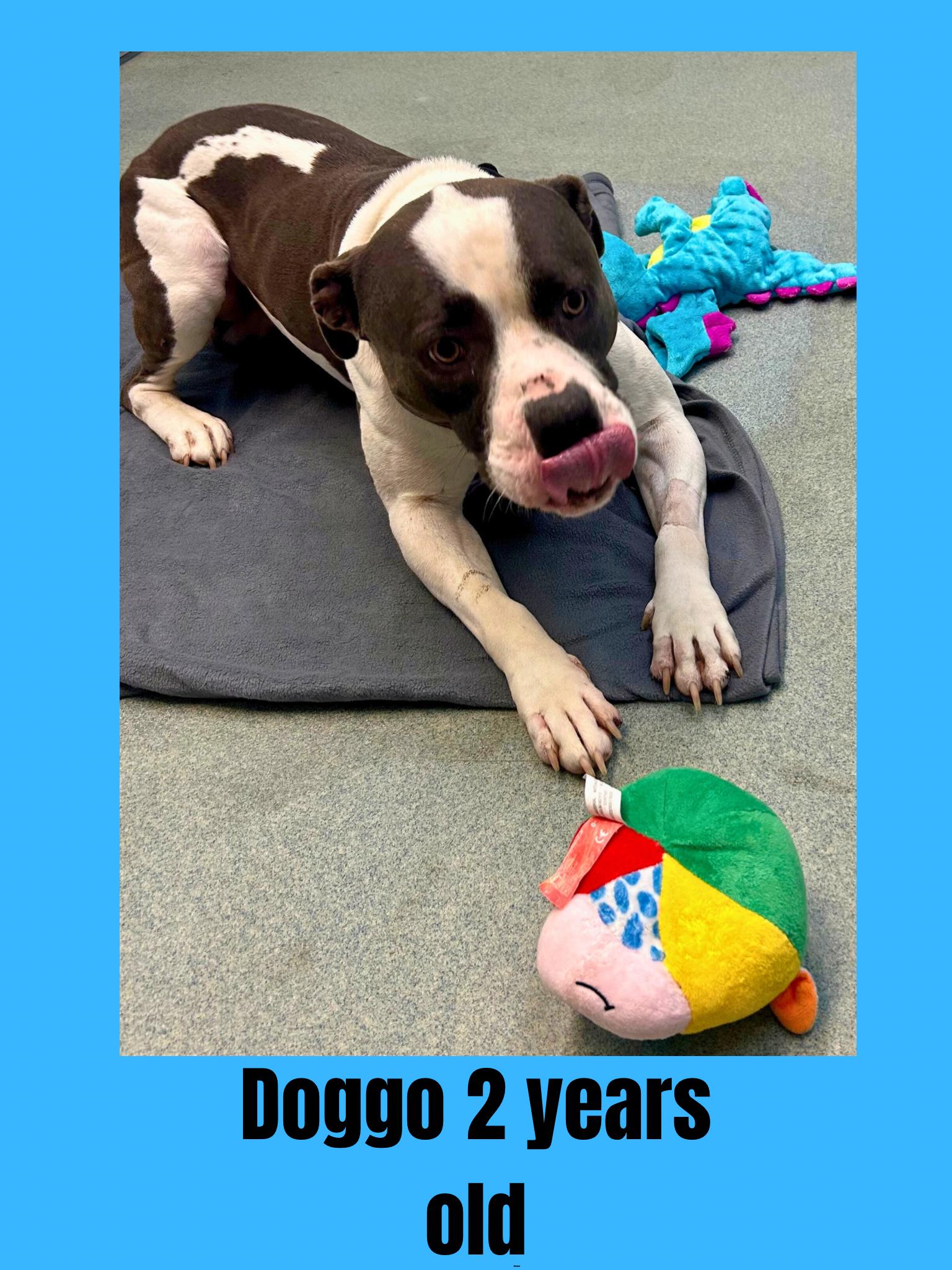 Doggo, Adoptable, Adult Male Mixed Breed.