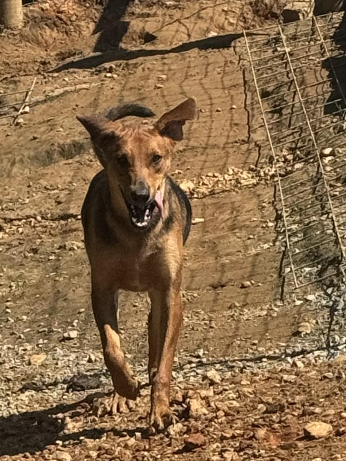 Enlarge Bob, a Adoptable Black and Tan Coonhound in Holly Springs, MS image 1/4