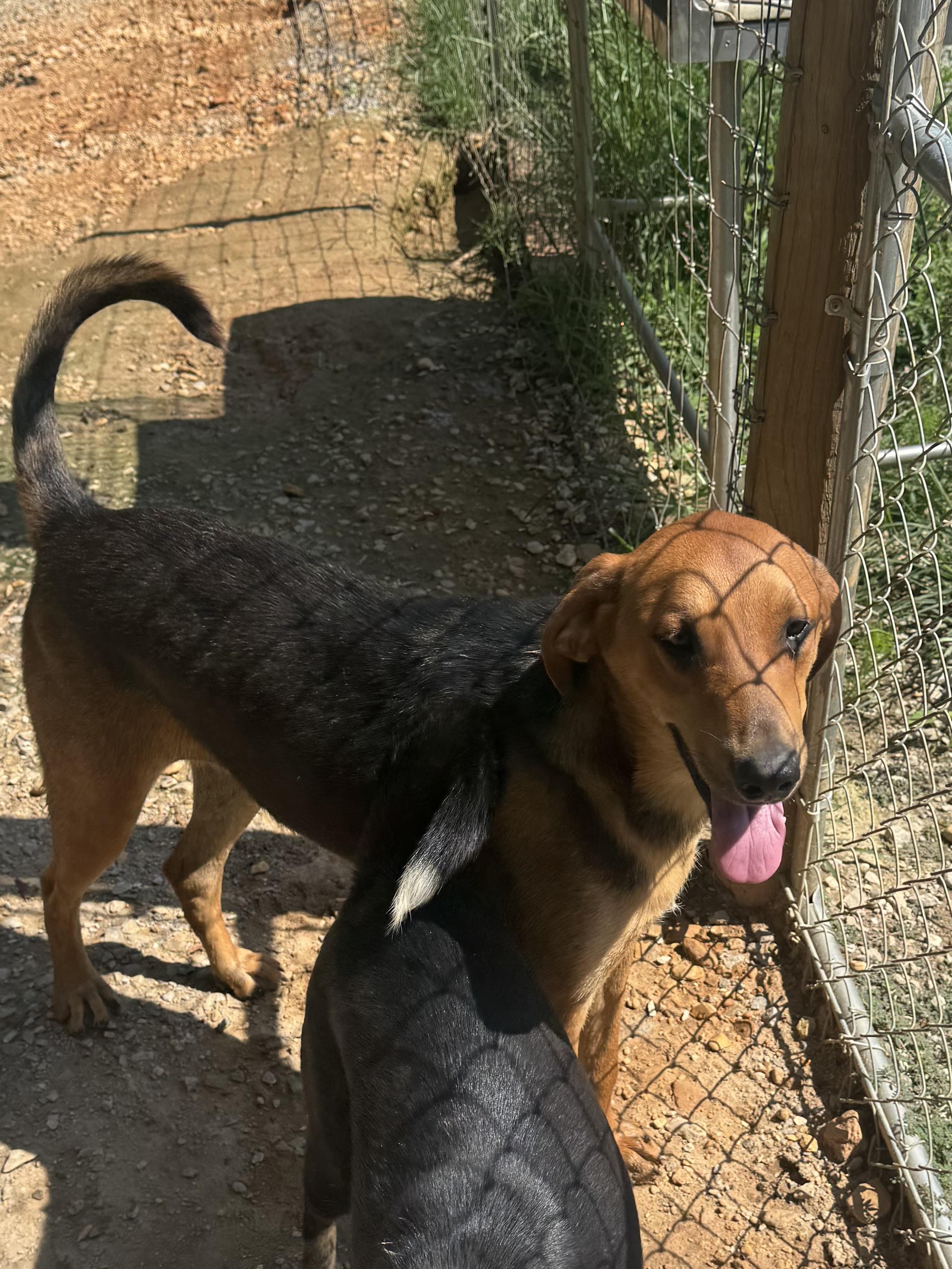 Enlarge Bob, a Adoptable Black and Tan Coonhound in Holly Springs, MS image 2/4
