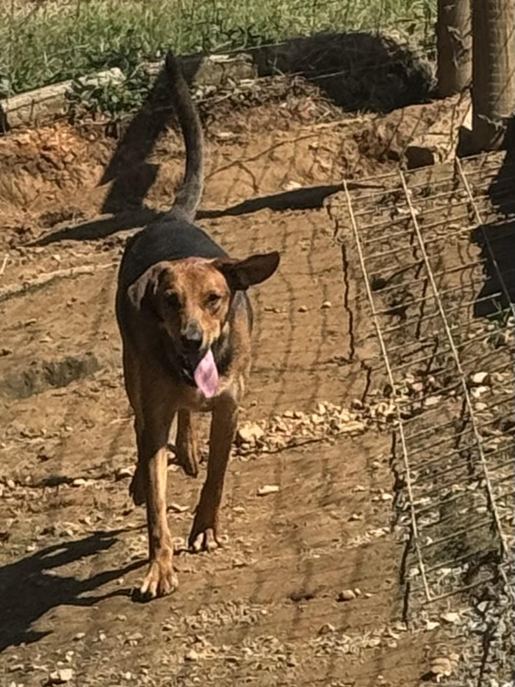 Enlarge Bob, a Adoptable Black and Tan Coonhound in Holly Springs, MS image 3/4