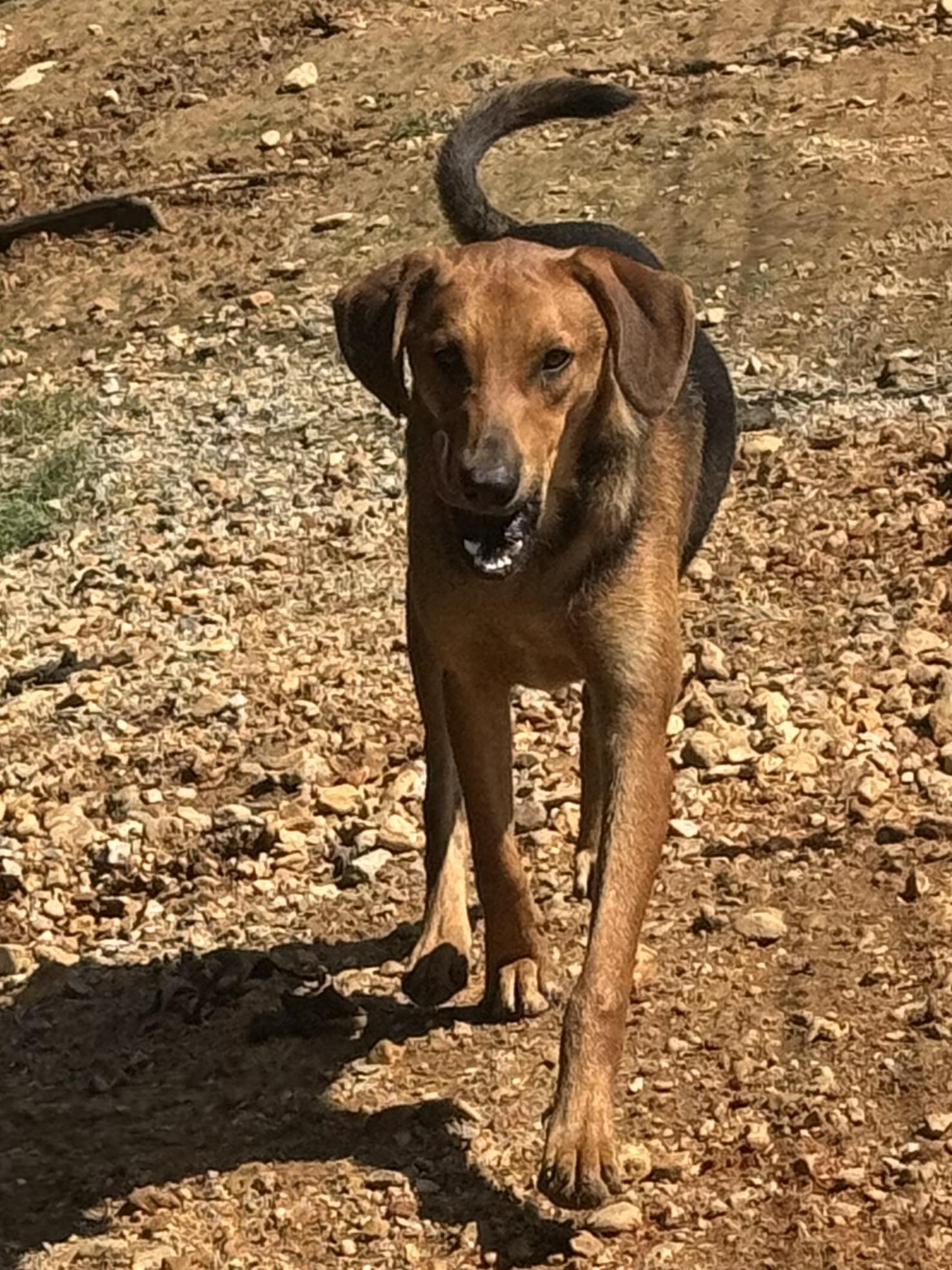 Enlarge Bob, a Adoptable Black and Tan Coonhound in Holly Springs, MS image 4/4