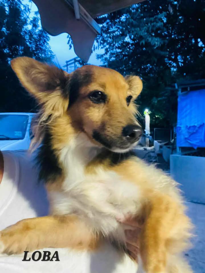Loba, ADOPTABLE, Adult Female Shetland Sheepdog / Sheltie & Chihuahua.