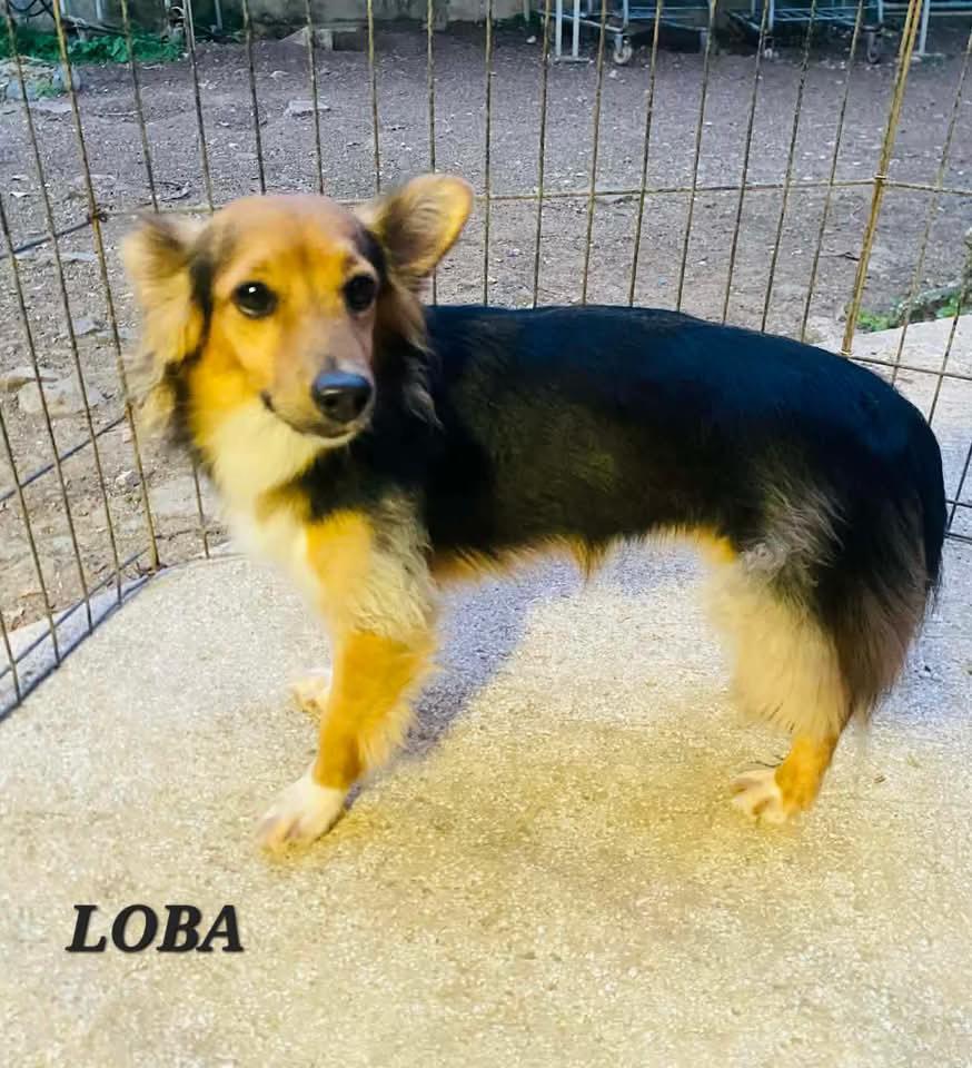 Loba, a ADOPTABLE mixed breed in Milford, NH image 2/6