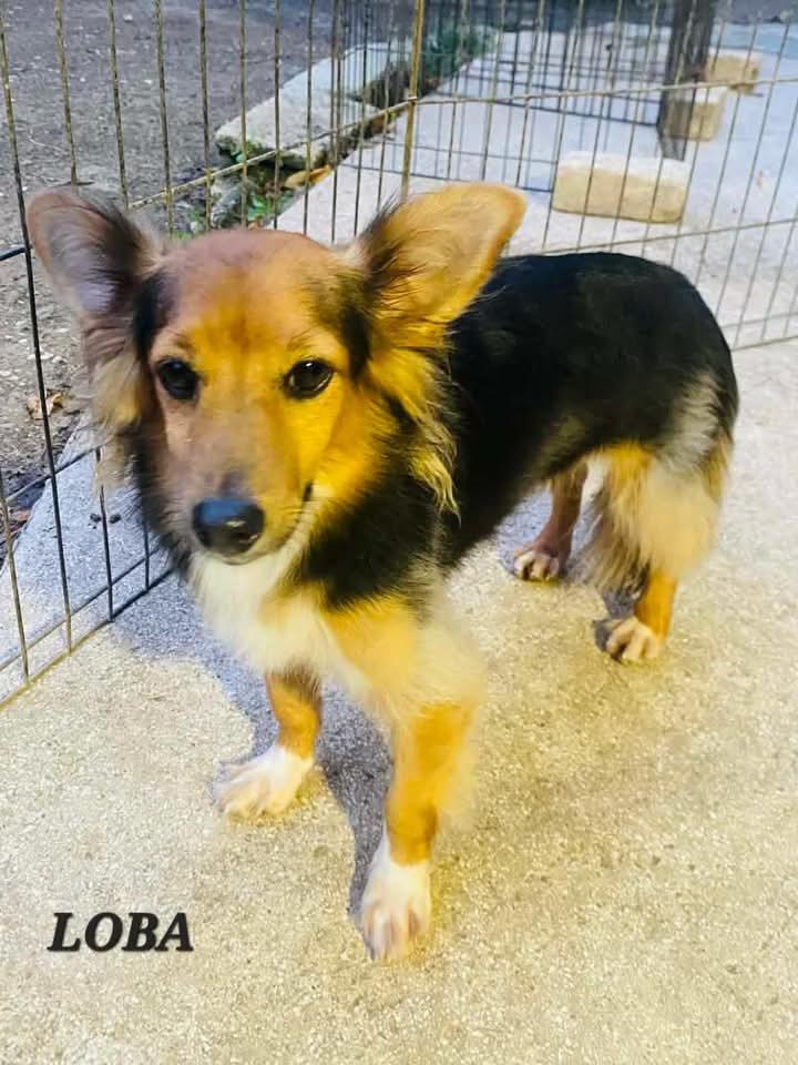 Loba, a ADOPTABLE mixed breed in Milford, NH image 4/6