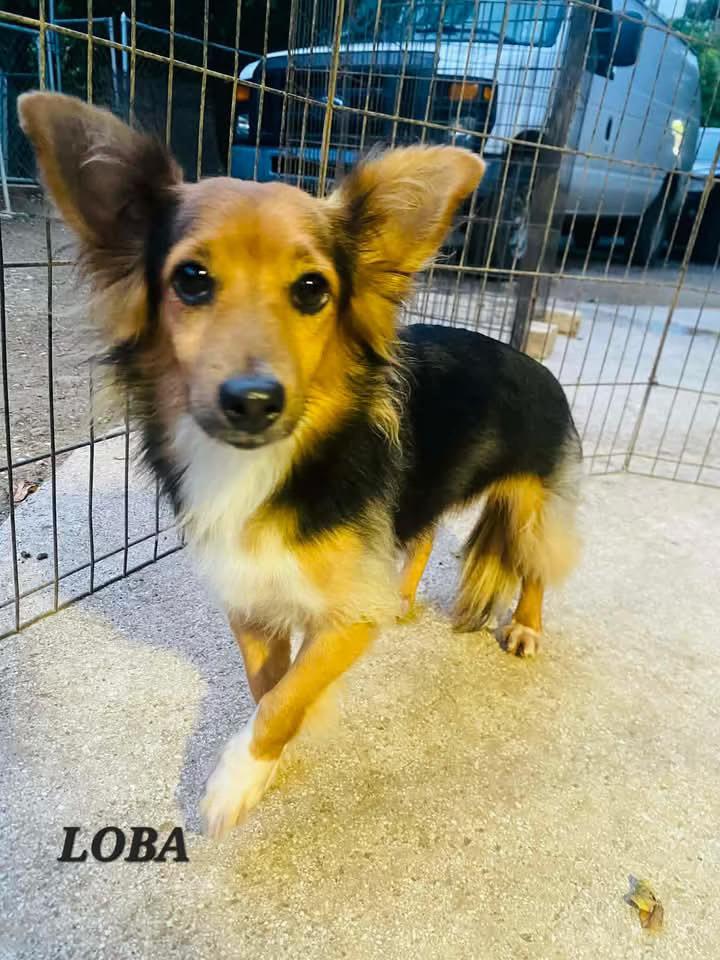 Loba, a ADOPTABLE mixed breed in Milford, NH image 5/6