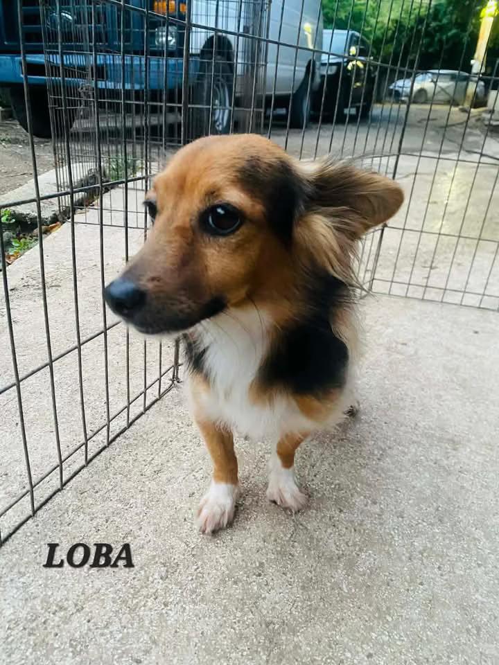 Loba, a ADOPTABLE mixed breed in Milford, NH image 6/6